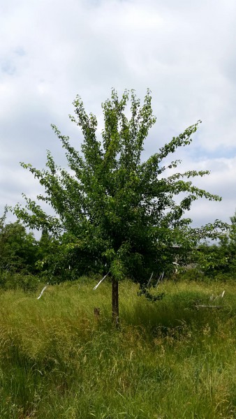 Birnenbaum